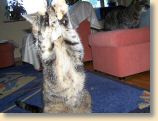 040509_Katzen025.jpg