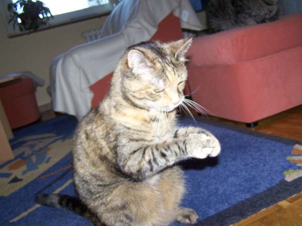 040509_Katzen026.jpg