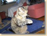 040509_Katzen026.jpg