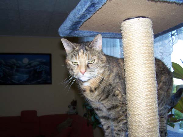 040509_Katzen030.jpg