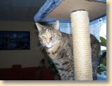 040509_Katzen030.jpg