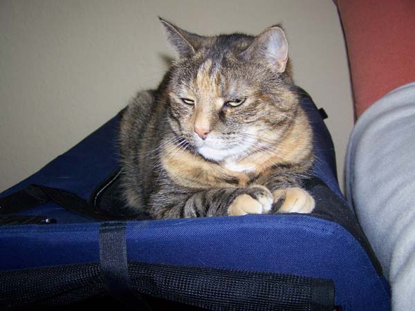 040509_Katzen053.jpg