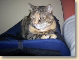 040509_Katzen053.jpg