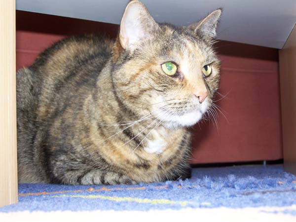 040509_Katzen062.jpg