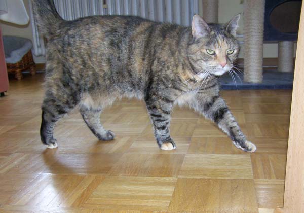 040509_Katzen064.jpg