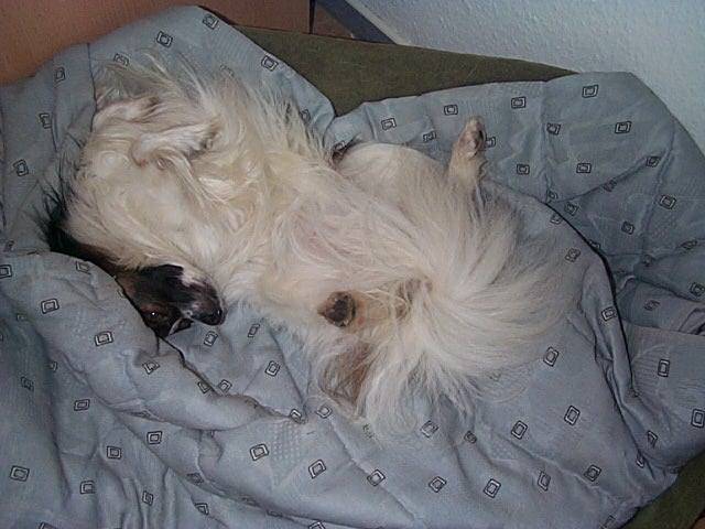 WasiBonnieBett2.jpg