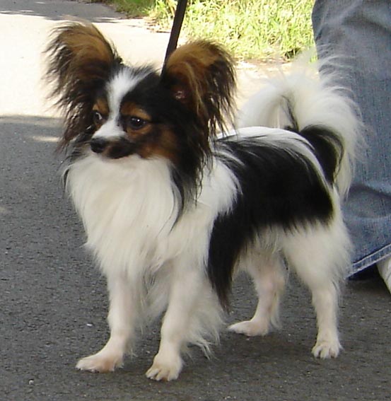 quinto_aug06.jpg