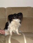 Mortimer004.jpg