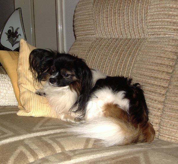 Mortimer007.jpg