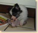 tata_minou9Wochen.jpg