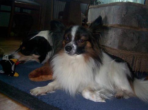 Wasi1.jpg