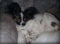 Wasi1.gif