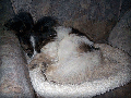 Wasi5.gif